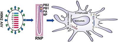 H9N2 Avian Influenza Virus Protein PB1 Enhances the Immune Responses of Bone Marrow-Derived Dendritic Cells by Down-Regulating miR375